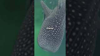 Whale Shark Spots The Fingerprints of the Ocean🌊⚠️ shortsfeed shorts viralvideo [upl. by Neersan]