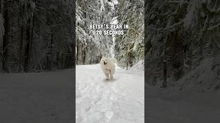 From January to December my Samoyed’s funniest moments caught on camera samoyedlife dogmoms [upl. by Ajdan]