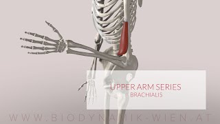 Brachialis Upper Arm Series Part 1 3D Animation [upl. by Berger592]