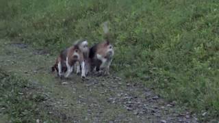 Skyviews Beagles Early Morning Dalight Heat Run Northern WV Beagle Club [upl. by Aruol]