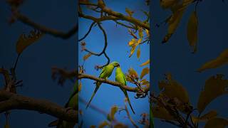 The Invasive Parakeets Taking Over London [upl. by Hendry]