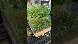 Microgreens in 1 Week at Home [upl. by Ydnic]