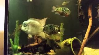 Argentea cichlid [upl. by Cailean21]