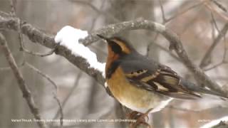 Varied Thrush [upl. by Oigile]