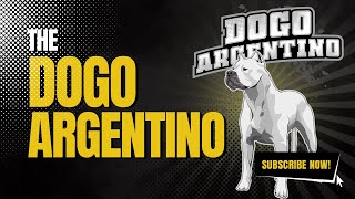 Dogo Argentino  Breed Overview [upl. by Derdle]