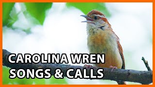 6 Carolina Wren Songs and Calls [upl. by Vinita954]