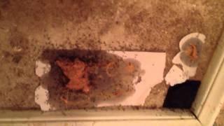 Home Made DIY Ant Bait that Kills the Colony [upl. by Hobey]