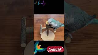 making a parrot perch parrot [upl. by Oicnedurp]