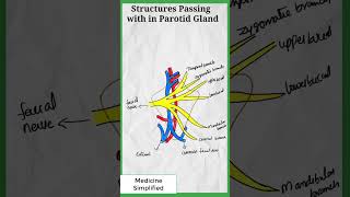 Structures passing with in Parotid Gland  Structures passing through Parotid gland shorts [upl. by Eiuqnimod747]