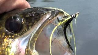 gatineau river walleye gracefield [upl. by Novets]