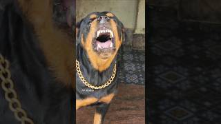 Angry dog barking sound angrypets cuteanimal angrypuppy cutepuppy pets angrydog funny [upl. by Hodgson]