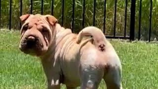 Dog Barks From Both Ends 😝 🤣  FUNNIEST Pets of the Week [upl. by Neeoma]