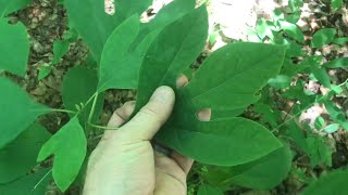 “easy way” to identify SASSAFRAS trees [upl. by Ymot]