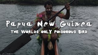 Papua New Guinea  The Worlds Only Poisonous Bird  My Vlog in Papua New Guinea [upl. by Etennaej]