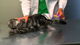 FURminator deShedding Tool for Cats [upl. by Gothar]