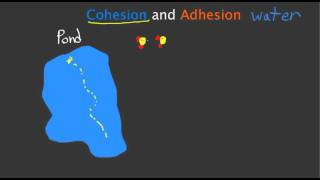 Cohesion and Adhesion [upl. by Luisa]