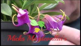 Masdevallia Glandulosa orchid spotlight video 23 [upl. by Bringhurst]