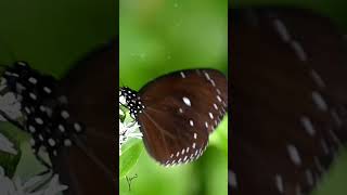 Euploea tulliolus koxingaButterflies flying butterfly insect natural Butterflyphotography [upl. by Aissak984]