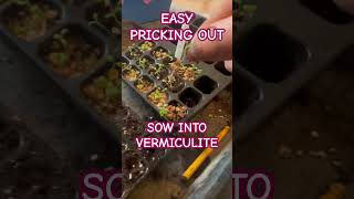 EASY PRICKING OUT…SOW SEEDS INTO VERMICULITE gardeningsow shortsnodig songeasyhelichrysum [upl. by Alvord]