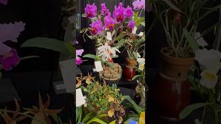 laelia cattleya and paphiopedilums oh my Aren’t these orchids amazing plants flowers [upl. by Eelan]