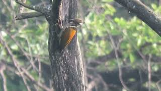 MVI 0115 Female Himalayan Flameback Dehradun Rajaji 161124 morn [upl. by Llednik1]