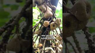 Do you know figs are non vegetarian figs fruit knowledge likeandsubscribe youtubeshorts [upl. by Broeker82]