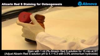 Alizarin Red S Staining for Osteogenesis [upl. by Lewellen]