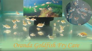 How To Raise Goldfish Babies  Oranda Goldfish Fry Care  Best Food For Goldfish Fry Growth [upl. by Bromley]