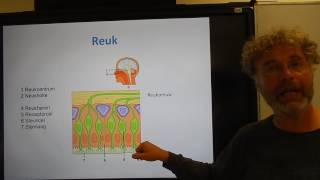 Biologie HV OB De reuk en smaak [upl. by Kenny]