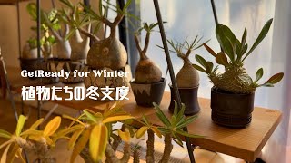 植物たちの冬支度第三弾！剪定して挿し木を作ってパキポディウムを取り込む 冬の準備をする我が家の珍奇植物11月の様子 [upl. by Sackville]