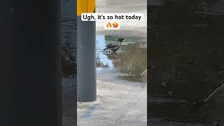 Hot day🔥🥵 foryou shorts travel asthetic subscribe fyp trend birds animals [upl. by Cyma]