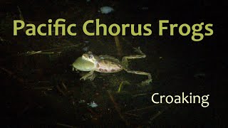 Pacific Chorus Frog Croaking [upl. by Zwiebel]