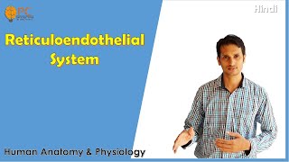 Reticuloendothelial System Physiology  Monocyte Macrophages System [upl. by Ezara]