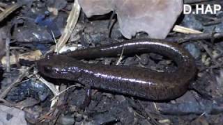 한국Korea 이끼도롱뇽 Korean crevice salamander [upl. by Thissa]