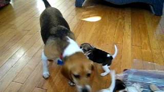 Beagle Puppies Playing with Mom [upl. by Mafalda]