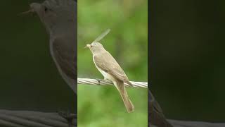 Spotted flycatcher eating a dragonfly shorts [upl. by Ienttirb119]