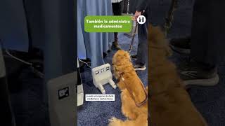 ¿Cuidador de mascotas Crean un robot que alimenta protege y hasta vigila a tu perro  CES 2024 [upl. by Orpha]