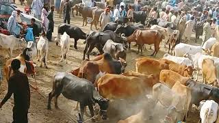 Nasirabad mandi qurbani ke rash [upl. by Enelrac689]