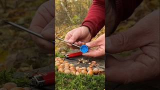 Genius LifeHack for Quick Nut Cleaning with Whole Kernels lifehacks ideas camping [upl. by Nylazor]