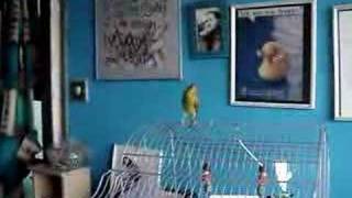 Pip the singing canary [upl. by Alim]