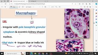 Lecture 6 Connective tissue Histology 1 [upl. by Nylikcaj362]