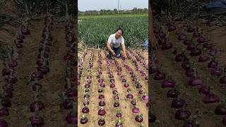 Onion harvesting from farmers with cutting skills so fresh farming onion [upl. by Kyl]