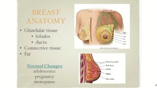 Anatomy of the Breast [upl. by Hewett342]