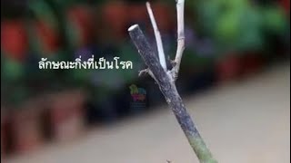 Rose Dieback Disease โรคดายแบ็คในกุหลาบที่มักพบได้บ่อยในช่วงฤดูฝน [upl. by Siuraj971]