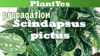 🍃 How to propagate Scindapsus pictus ☘️ satin pothos cuttings [upl. by Viglione539]