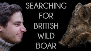 Searching for British Wild Boar  Forest of Dean [upl. by Heimer]