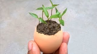 How to grow plants in eggshell  Grow from seeds [upl. by Hollyanne]