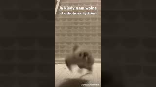 Ja kiedy mam wolne od szkoły 😁😃😄😆 music [upl. by Ahsoyem]