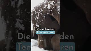 Werden Gelenkschmerzen im Winter schlimmer 🥶❄️ shorts [upl. by Akinek]