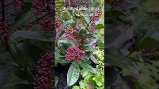 Skimmia Japonica December 13 Update [upl. by Eronaele]